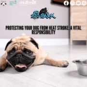 Protecting Your Dog from Heat Stroke: A Vital Responsibility