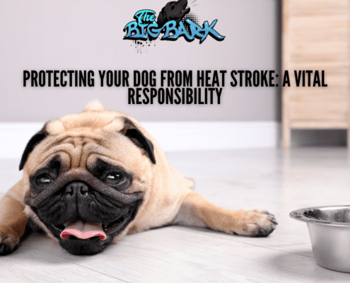 Protecting Your Dog from Heat Stroke: A Vital Responsibility