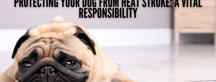 Protecting Your Dog from Heat Stroke: A Vital Responsibility