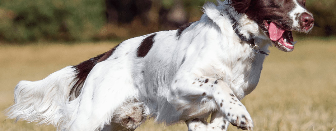 5 Pawsitively Amazing Facts about Springer spaniels