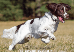 5 Pawsitively Amazing Facts about Springer spaniels