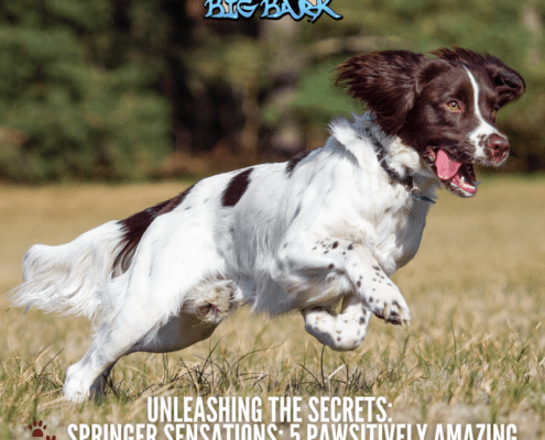 5 Pawsitively Amazing Facts about Springer spaniels